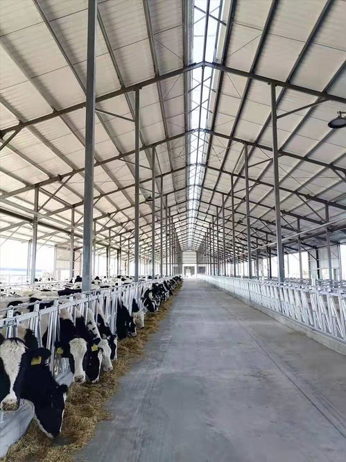 杭錦后旗生態(tài)乳業(yè)園區(qū)巴彥淖爾賽科星牧業(yè)奶牛場進牛啦
