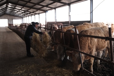 飼草料儲備充足 牲畜&ldquo;越冬&rdquo;不發(fā)愁