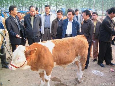 養殖黃牛技術知識,農村黃牛養殖方法有哪些?