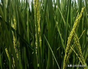 今日科技話題 全球30米分辨率森林覆蓋分布圖 天基網(wǎng)絡(luò)地面服務(wù)平臺 農(nóng)業(yè)科學理論研究 冬小麥 流感