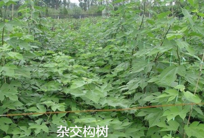 養(yǎng)豬用禾本科牧草、飼料苧麻、構(gòu)樹、飼料桑樹哪種牧草品種更好?