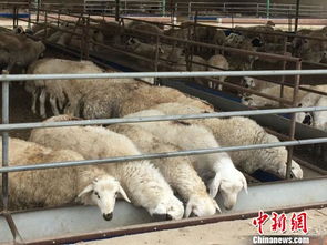 內(nèi)蒙古肉羊養(yǎng)殖第一大旗 用標(biāo)準(zhǔn)化與 羊價(jià) 賽跑