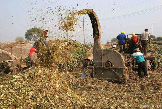 哪些植物適合制作喂羊青貯飼料?5步驟3優(yōu)點,揭開青貯飼料面紗