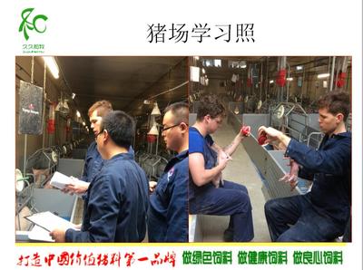 黨廣輝:歐洲現(xiàn)代化高效養(yǎng)豬技術-荷蘭豬場考察學習分享