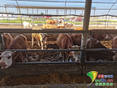 動科學子三下鄉 飼料科技助力養殖，青春服務三農實踐