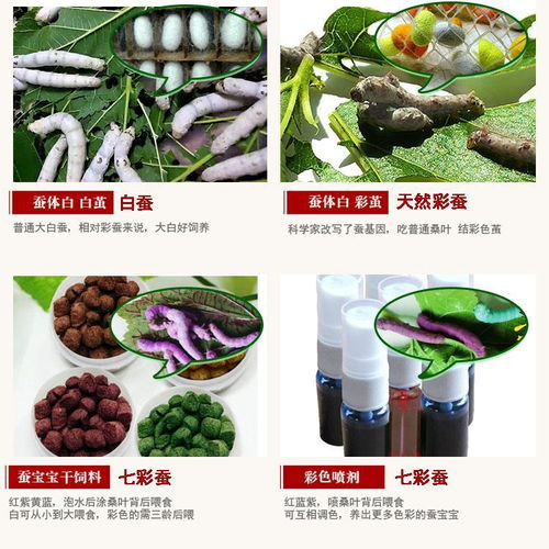 科學(xué)養(yǎng)蠶體驗(yàn) 蠶寶寶套裝的科普探索