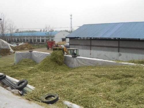 青貯飼料制作的黃金期 掌握關鍵技術，成就優(yōu)質飼料