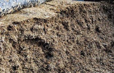 科學制作優(yōu)質牛青貯飼料全攻略